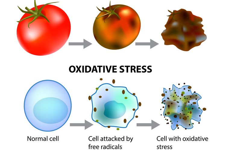 Radikal Bebas dapat menyebabkan oksidasi