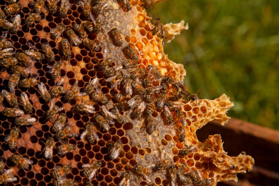 propolis nanotechnatura